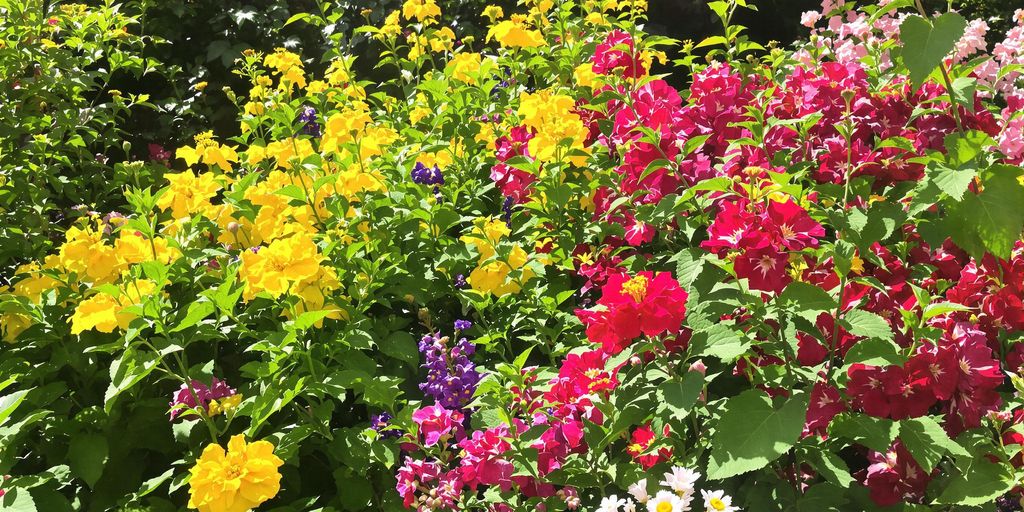 Colorful June flowers and greenery in a sunny garden.